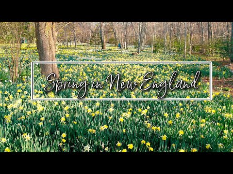 🌼 Experience Spring in New England 🌼 | 4K Drone Tour Video