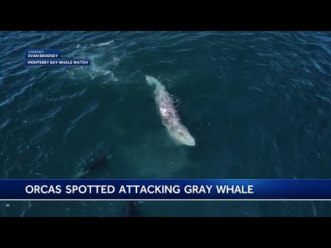Drone footage captures orcas attacking gray whales in the Monterey Bay