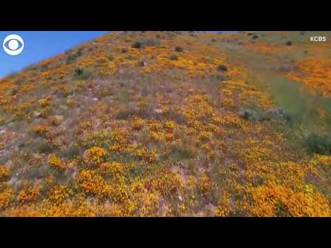 Drone video shows poppy superbloom in California