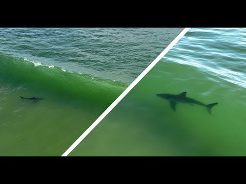 Incredible Great White Shark Drone Footage in the Surf Zone