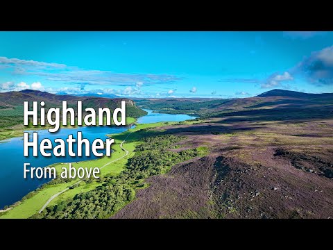 BEAUTIFUL SCOTLAND! 🏴󠁧󠁢󠁳󠁣󠁴󠁿 Flying Over The Heather Covered Highlands. AERIAL DRONE 4K VIDEO.