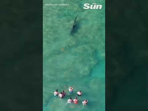 Hammerhead shark lurks near a group of people in eerie drone video #shorts