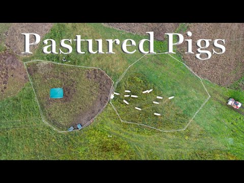 Pastured Pigs | Drone Video